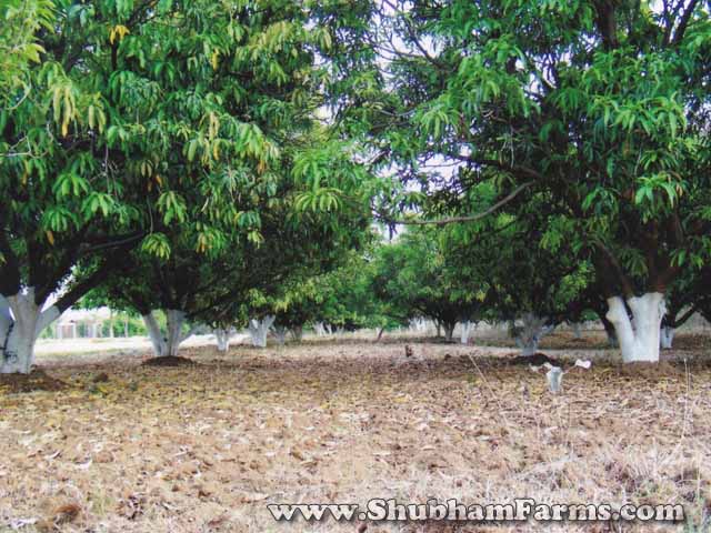 Ramtek-Farmhouse-Shubham-Farms-Nagpur-Farmhouse-20